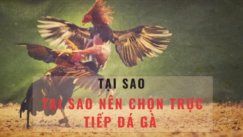 Giới thiệu về đá gà Thomo