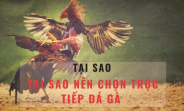 Xem Đá Gà Trực Tiếp Thomo Hôm Nay - Bình Luận Nóng Hổi